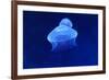 Underwater Image of Jellyfish-mirceab-Framed Photographic Print