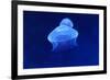 Underwater Image of Jellyfish-mirceab-Framed Photographic Print