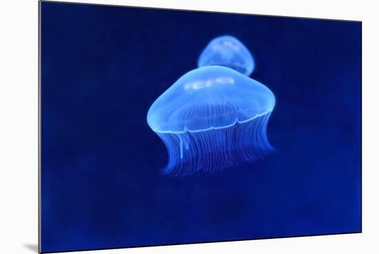 Underwater Image of Jellyfish-mirceab-Mounted Photographic Print