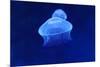 Underwater Image of Jellyfish-mirceab-Mounted Photographic Print