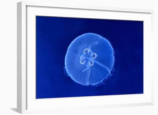 Underwater Image of Jellyfish-mirceab-Framed Photographic Print