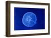 Underwater Image of Jellyfish-mirceab-Framed Photographic Print