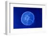 Underwater Image of Jellyfish-mirceab-Framed Photographic Print