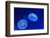 Underwater Image of Jellyfish-mirceab-Framed Photographic Print