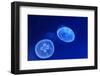 Underwater Image of Jellyfish-mirceab-Framed Photographic Print