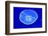 Underwater Image of Jellyfish-mirceab-Framed Photographic Print