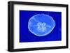 Underwater Image of Jellyfish-mirceab-Framed Photographic Print