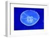 Underwater Image of Jellyfish-mirceab-Framed Photographic Print