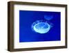 Underwater Image of Jellyfish-mirceab-Framed Photographic Print