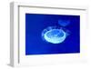 Underwater Image of Jellyfish-mirceab-Framed Photographic Print