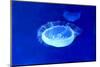 Underwater Image of Jellyfish-mirceab-Mounted Photographic Print