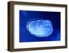 Underwater Image of Jellyfish-mirceab-Framed Photographic Print