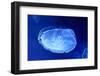 Underwater Image of Jellyfish-mirceab-Framed Photographic Print