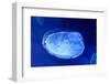 Underwater Image of Jellyfish-mirceab-Framed Photographic Print