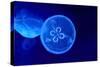 Underwater Image of Jellyfishes-geanina bechea-Stretched Canvas