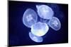 Underwater Image of Jellyfishes-mirceab-Mounted Photographic Print