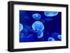 Underwater Image of Jellyfishes-mirceab-Framed Photographic Print