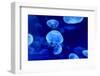 Underwater Image of Jellyfishes-mirceab-Framed Photographic Print