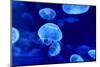 Underwater Image of Jellyfishes-mirceab-Mounted Photographic Print