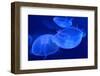 Underwater Image of Jellyfishes-mirceab-Framed Photographic Print