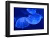 Underwater Image of Jellyfishes-mirceab-Framed Photographic Print