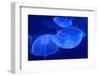 Underwater Image of Jellyfishes-mirceab-Framed Photographic Print