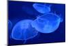 Underwater Image of Jellyfishes-mirceab-Mounted Photographic Print