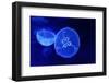 Underwater Image of Jellyfishes-mirceab-Framed Photographic Print