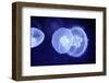 Underwater Image of Jellyfishes-mirceab-Framed Photographic Print