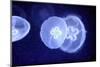 Underwater Image of Jellyfishes-mirceab-Mounted Photographic Print