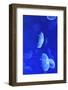 Underwater Image of Jellyfishes-mirceab-Framed Photographic Print