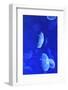 Underwater Image of Jellyfishes-mirceab-Framed Photographic Print