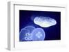 Underwater Image of Jellyfishes-mirceab-Framed Photographic Print