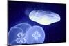 Underwater Image of Jellyfishes-mirceab-Mounted Photographic Print