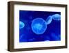 Underwater Image of Jellyfishes-mirceab-Framed Photographic Print