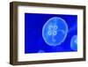 Underwater Image of Jellyfishes-mirceab-Framed Photographic Print