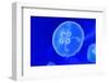 Underwater Image of Jellyfishes-mirceab-Framed Photographic Print