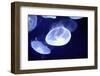 Underwater Image of Jellyfishes-mirceab-Framed Photographic Print