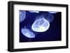 Underwater Image of Jellyfishes-mirceab-Framed Photographic Print