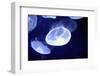 Underwater Image of Jellyfishes-mirceab-Framed Photographic Print