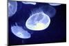 Underwater Image of Jellyfishes-mirceab-Mounted Photographic Print