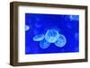 Underwater Image of Jellyfishes-mirceab-Framed Photographic Print