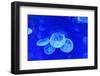 Underwater Image of Jellyfishes-mirceab-Framed Photographic Print