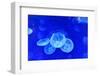 Underwater Image of Jellyfishes-mirceab-Framed Photographic Print