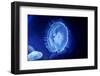 Underwater Image of Jellyfishes-mirceab-Framed Photographic Print