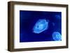 Underwater Image of Jellyfishes-mirceab-Framed Photographic Print