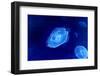 Underwater Image of Jellyfishes-mirceab-Framed Photographic Print