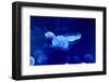 Underwater Image of Jellyfishes-mirceab-Framed Photographic Print