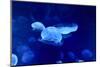 Underwater Image of Jellyfishes-mirceab-Mounted Photographic Print