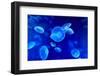 Underwater Image of Jellyfishes-mirceab-Framed Photographic Print